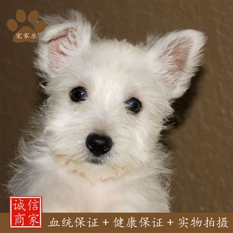 家犬|家犬长青长白